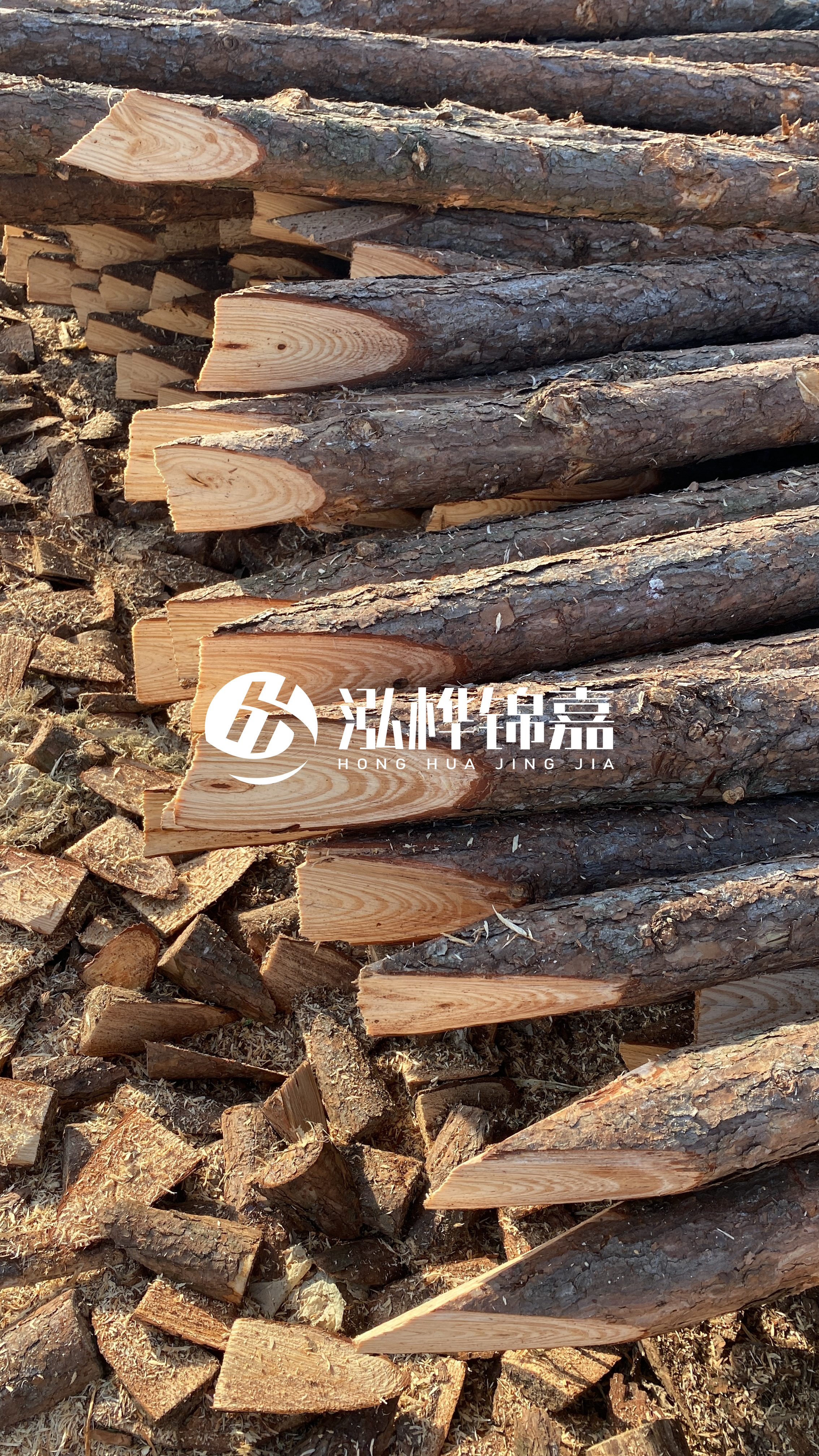 松木樁怎么分辨好壞？學會這幾招，輕松分辨松木樁好壞不踩雷！